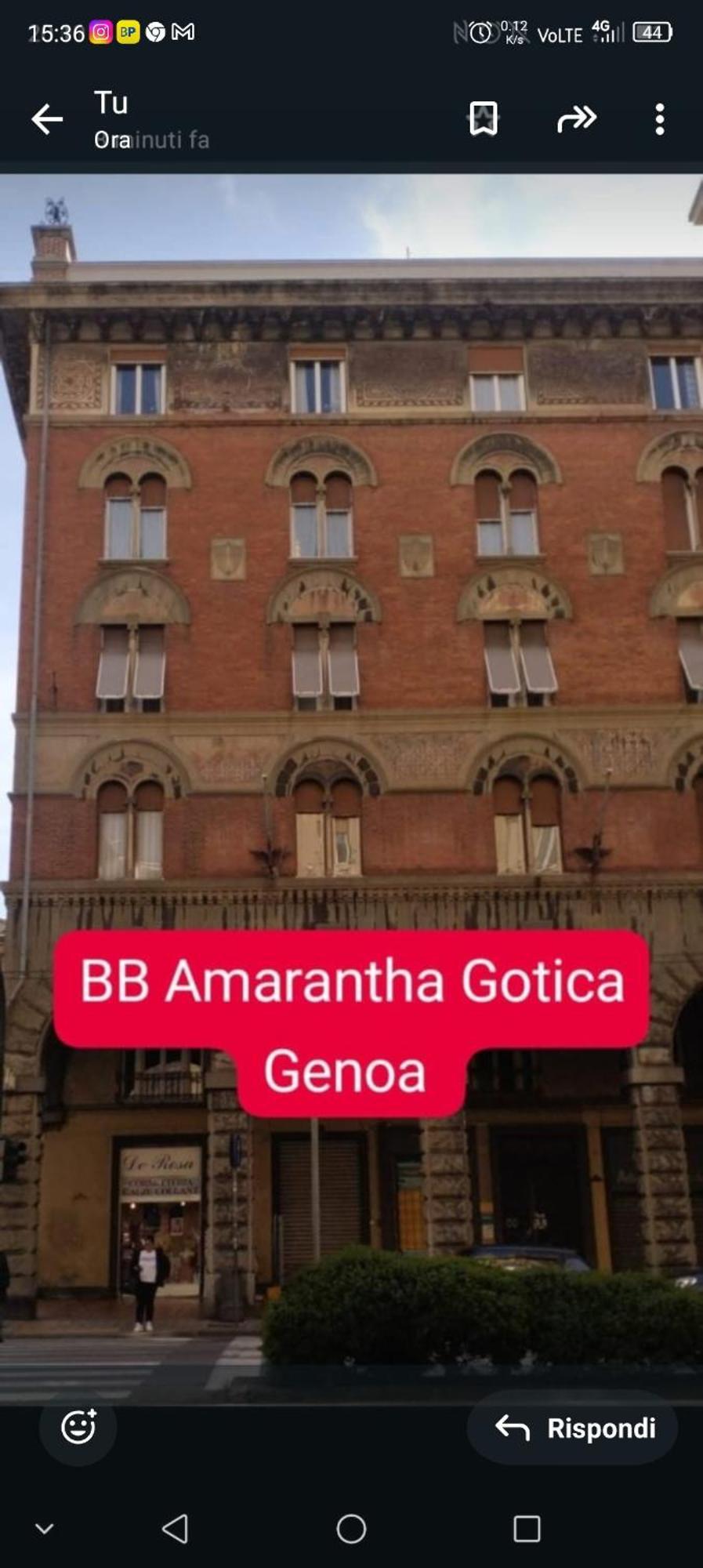 Amarantha Gothica Genua